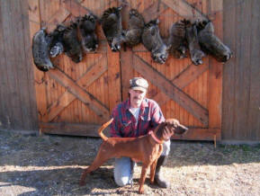 redbone coonhound hunting