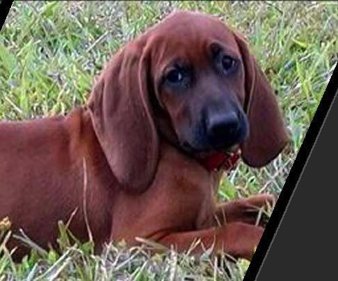 Timber Chopper Kennels - Redbone Coonhounds