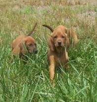 redbone coonhound cost