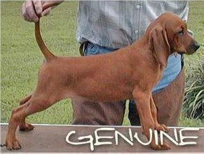 redbone coonhound cost